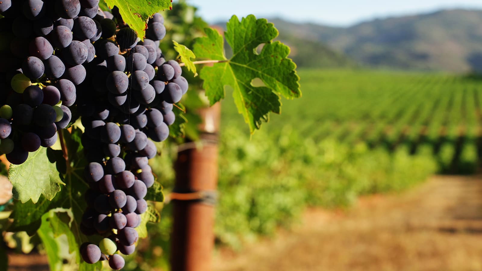 JWS advises sellers of DAOU Vineyards on proposed A$1.6 billion sale to Treasury Wine Estates