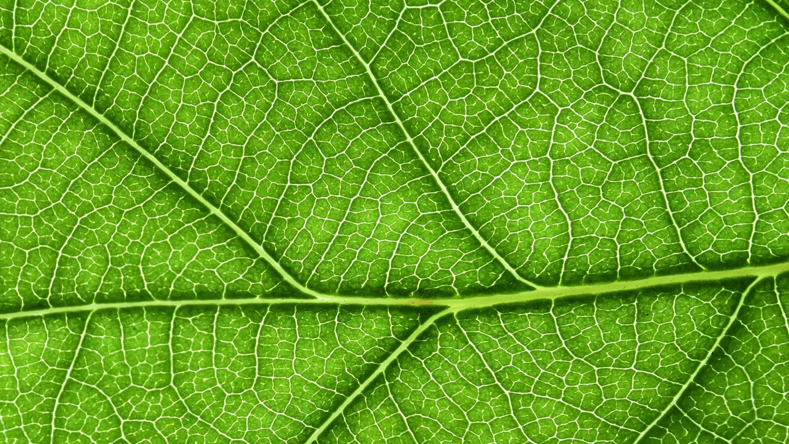 A macro/close-up photograph of a green leaf, showing the veins.